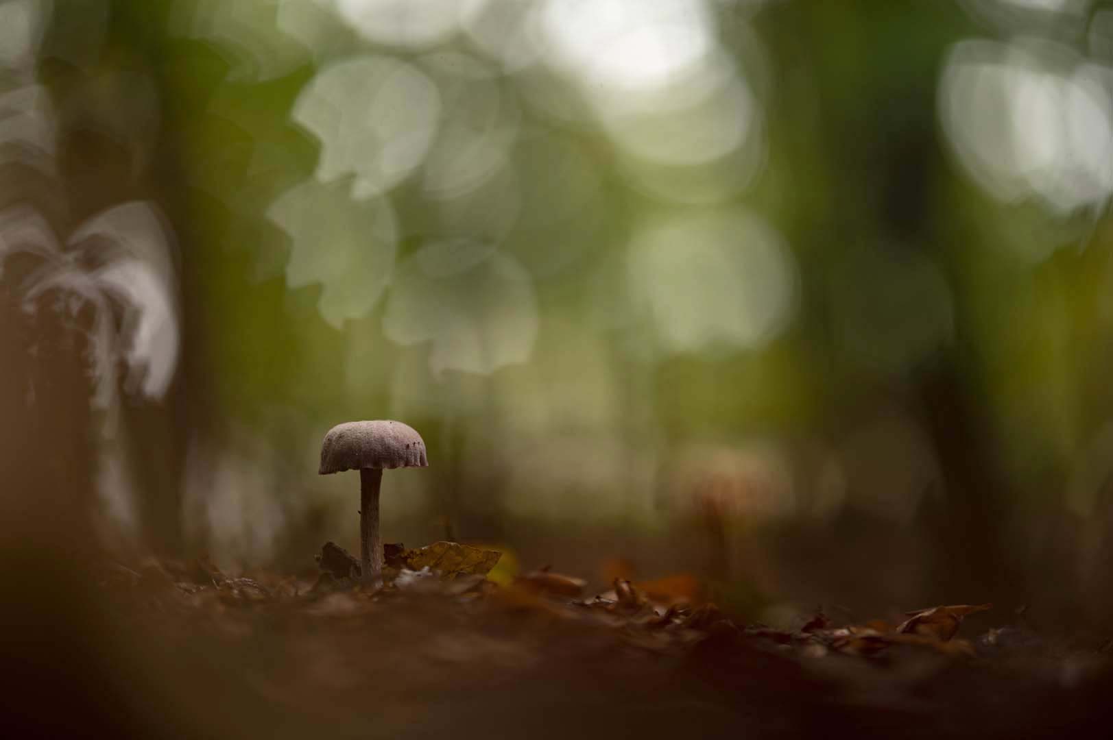 paddenstoel d