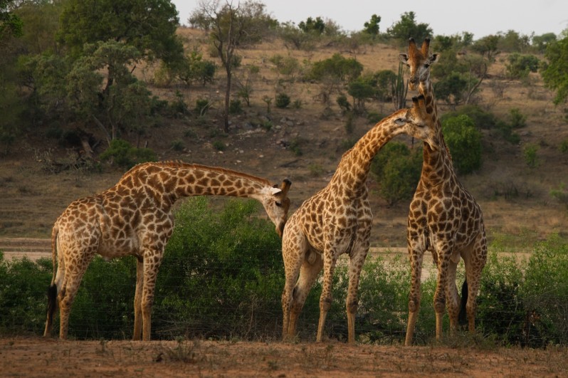 Liefkozende giraffen