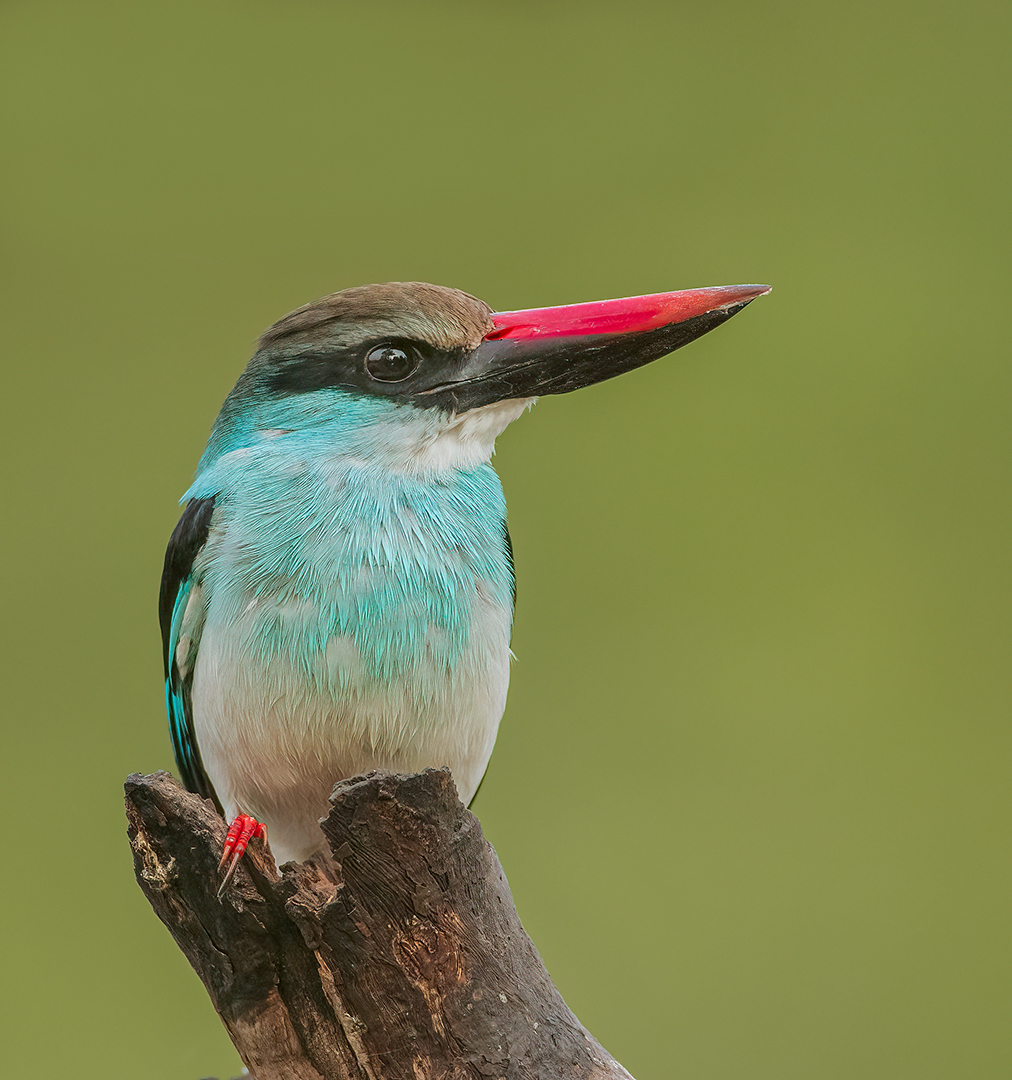 Blue breasted kingfisher_15052022_Marakissa_Gambia_C7I4917