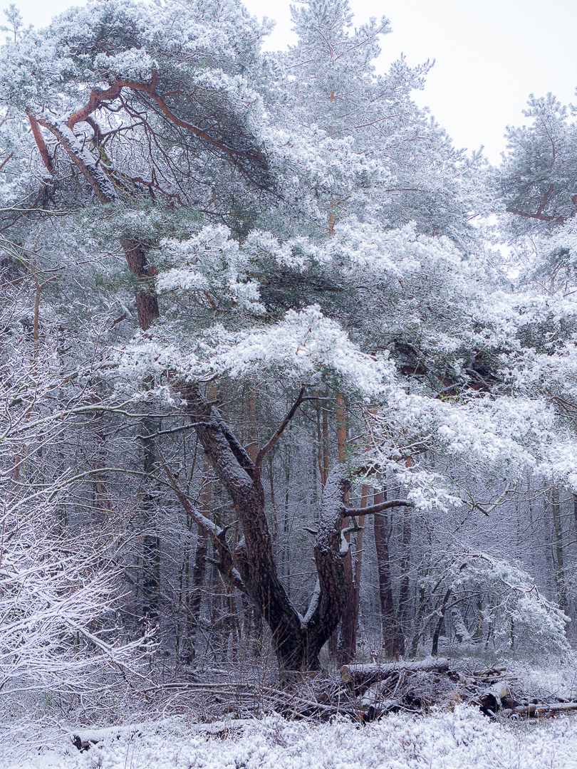 boom in de sneeuw-2