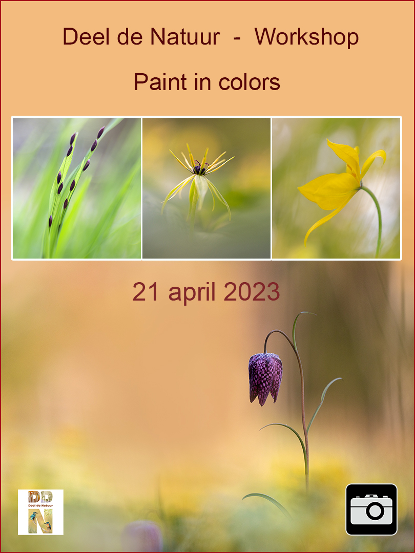 DDN Spotlight Workshop Paint in colors 2023 