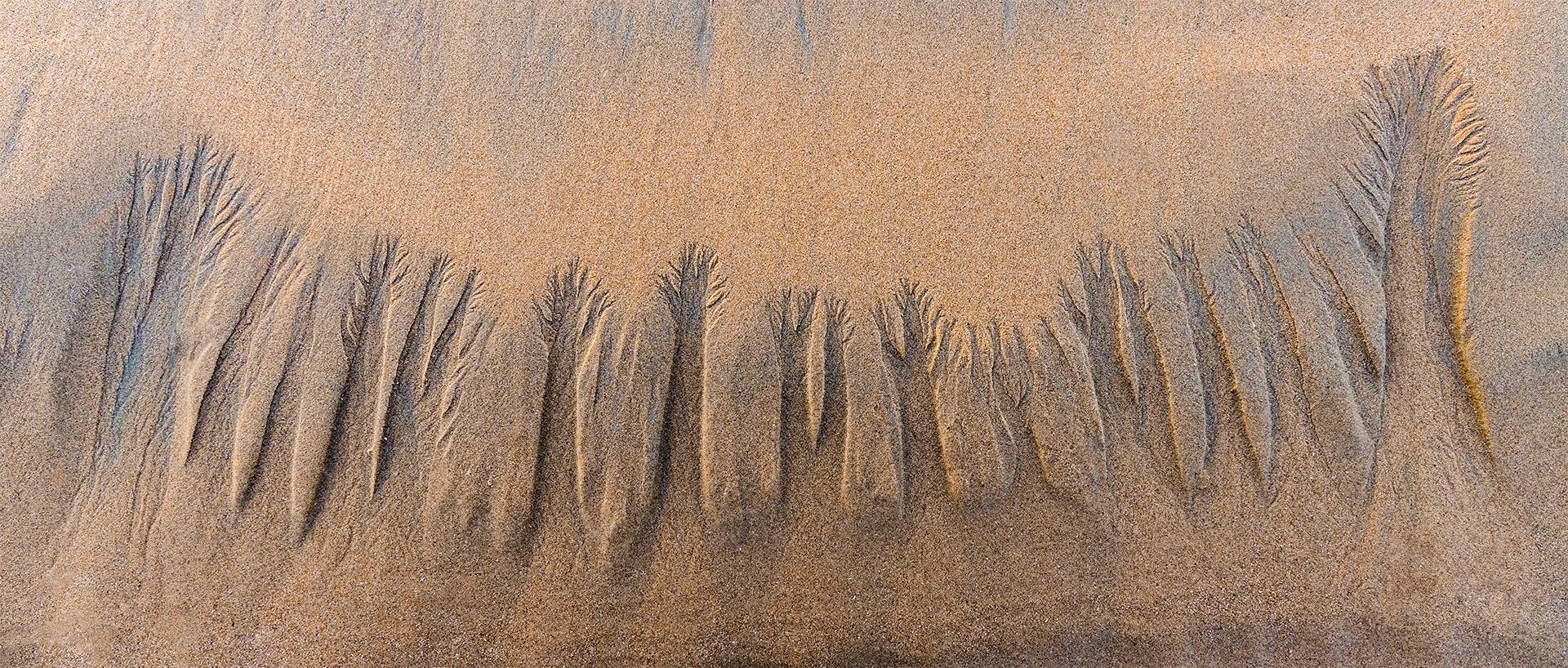 Trees in the Sand