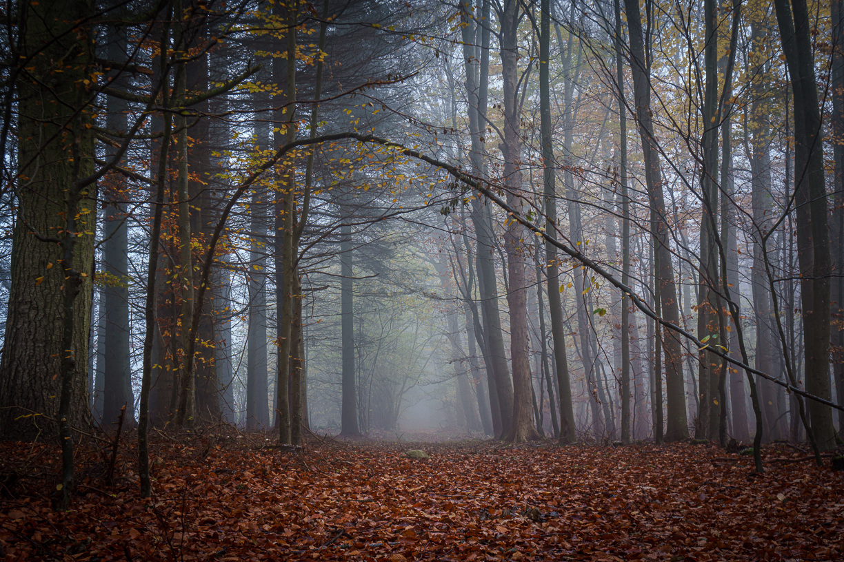 2021_11_12_ringsted forest__FAL3203-Edit