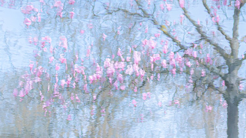 Reflectie in het water van tulpenboom