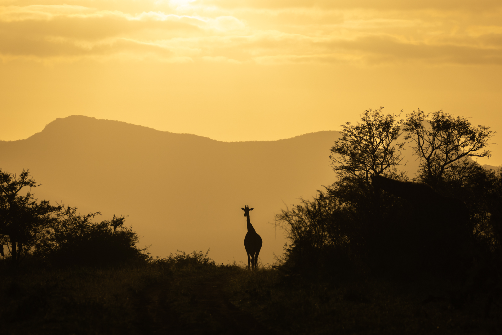 Zuidelijke giraffe bij het opkomen van de zon