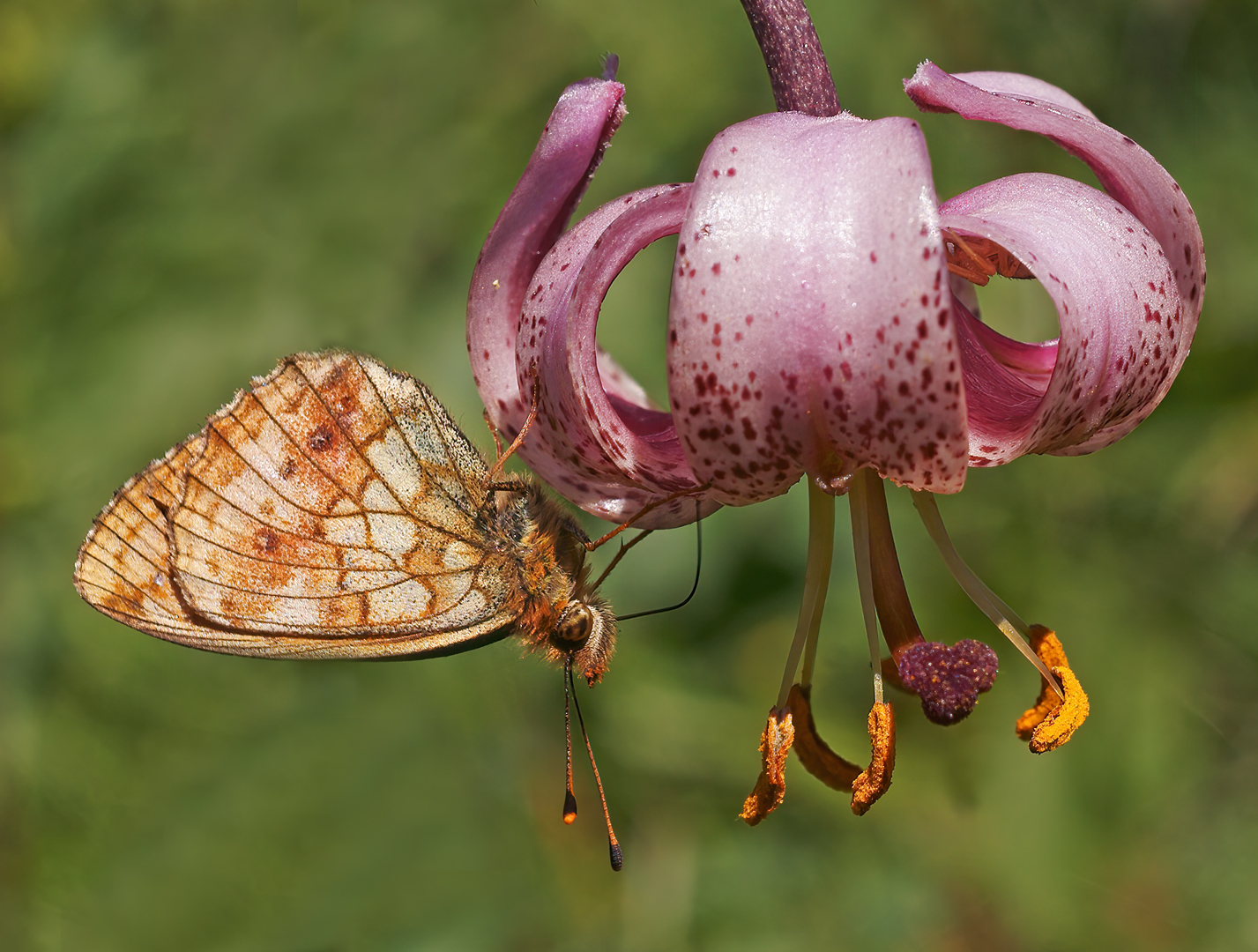 Purperstreepparelmoervlinder - Turkse lelie