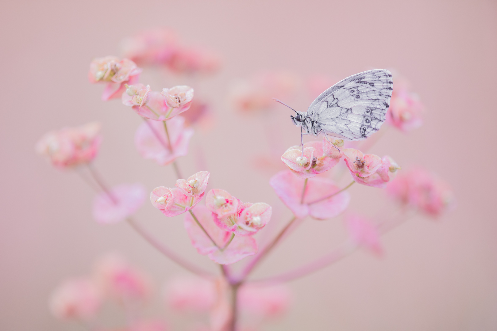 vlinders-12497