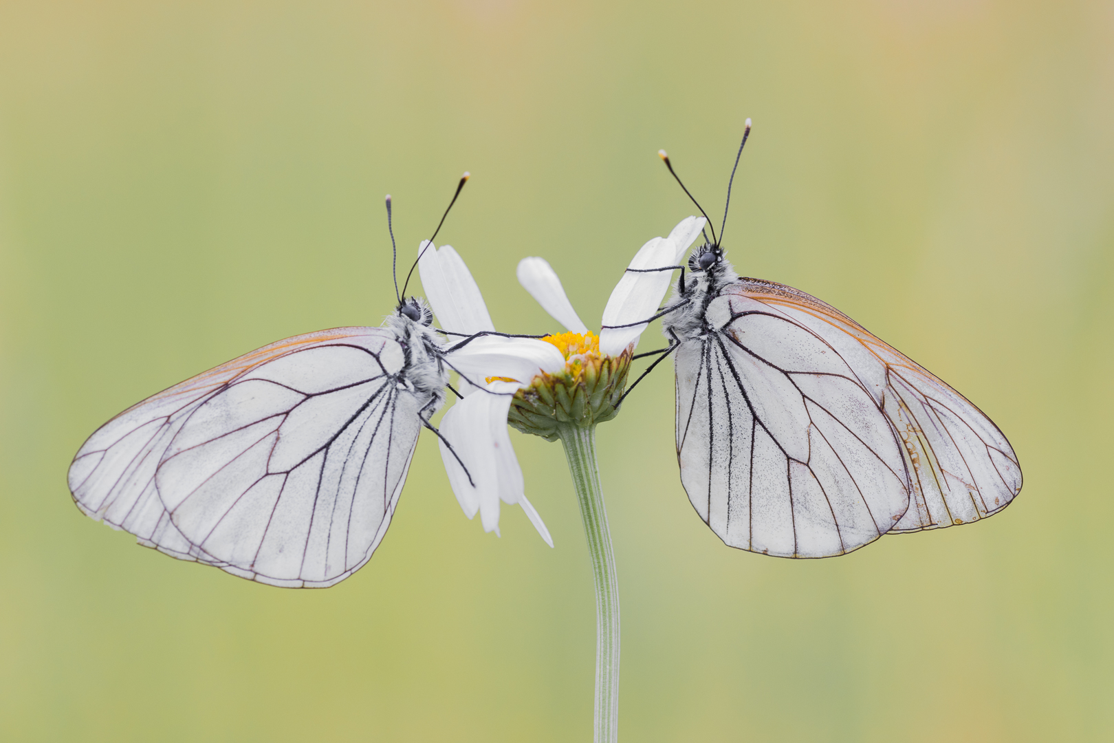 vlinders-12560