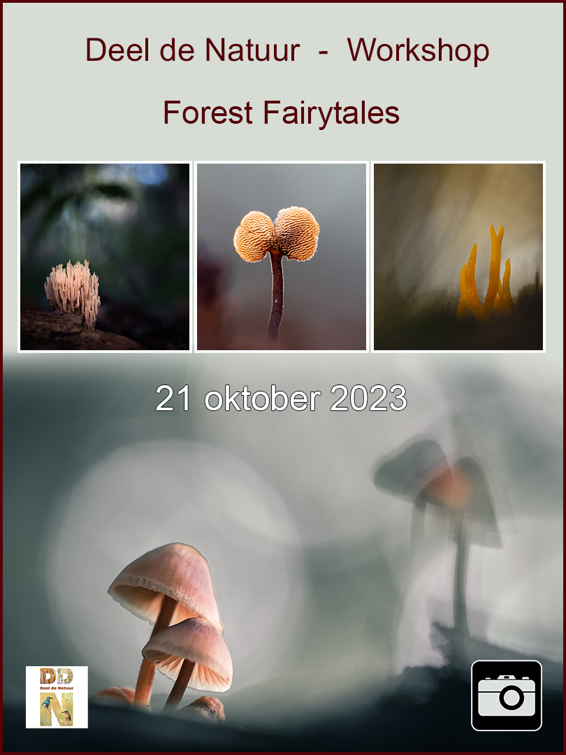 DDN Workshop Forest Fairytales