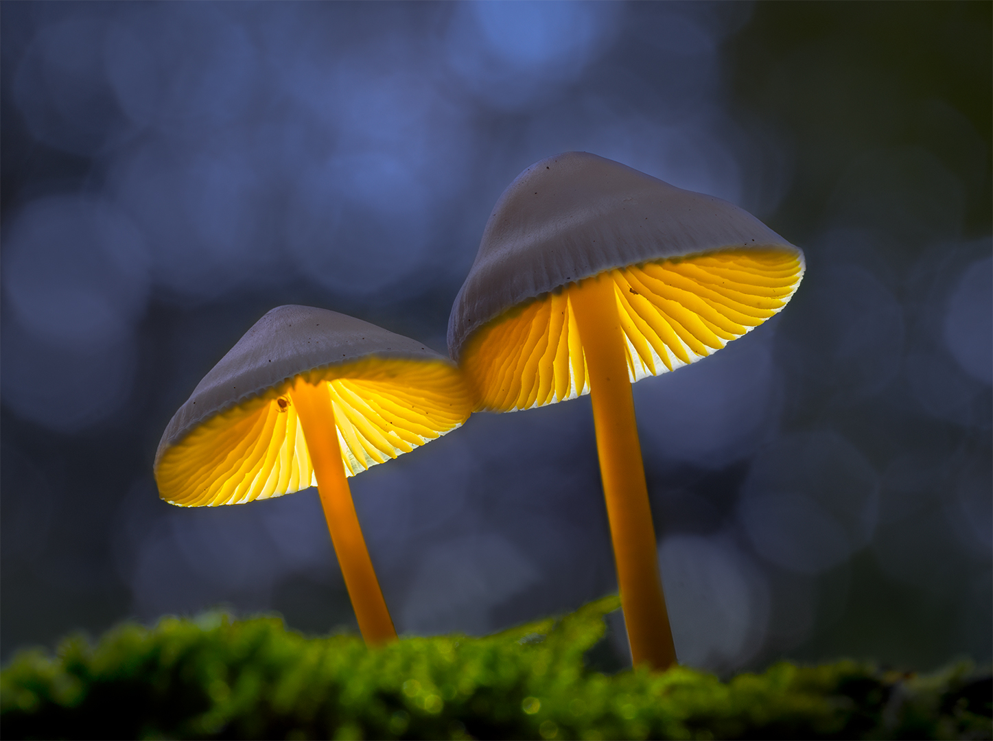 Glowing Mushrooms_1036174_DdN_2023