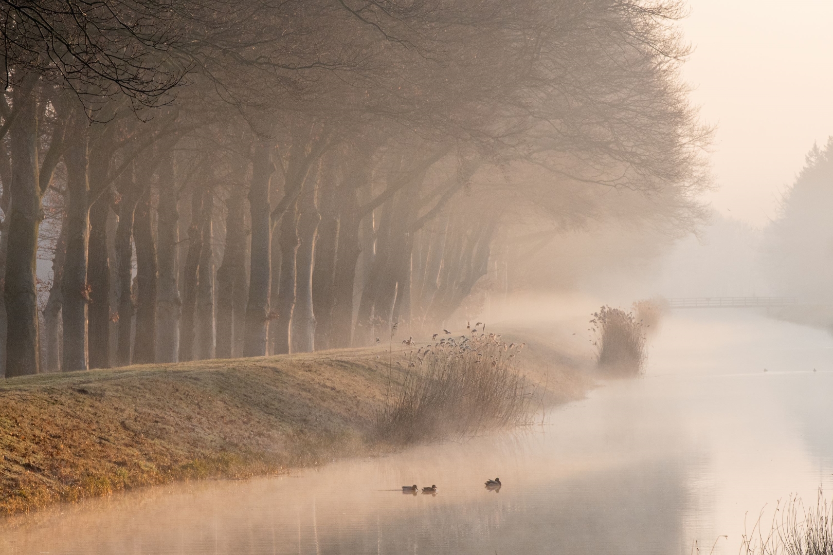 deel de natuur mist okt 2023