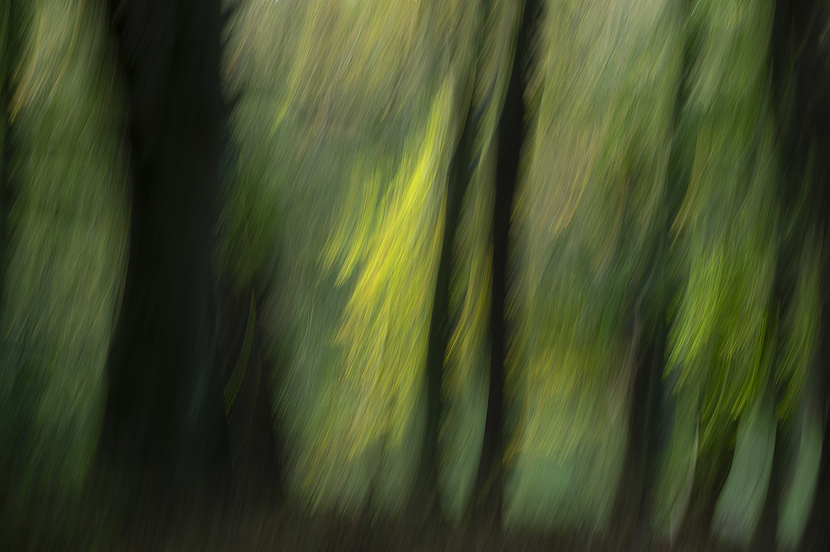 Forest waves
