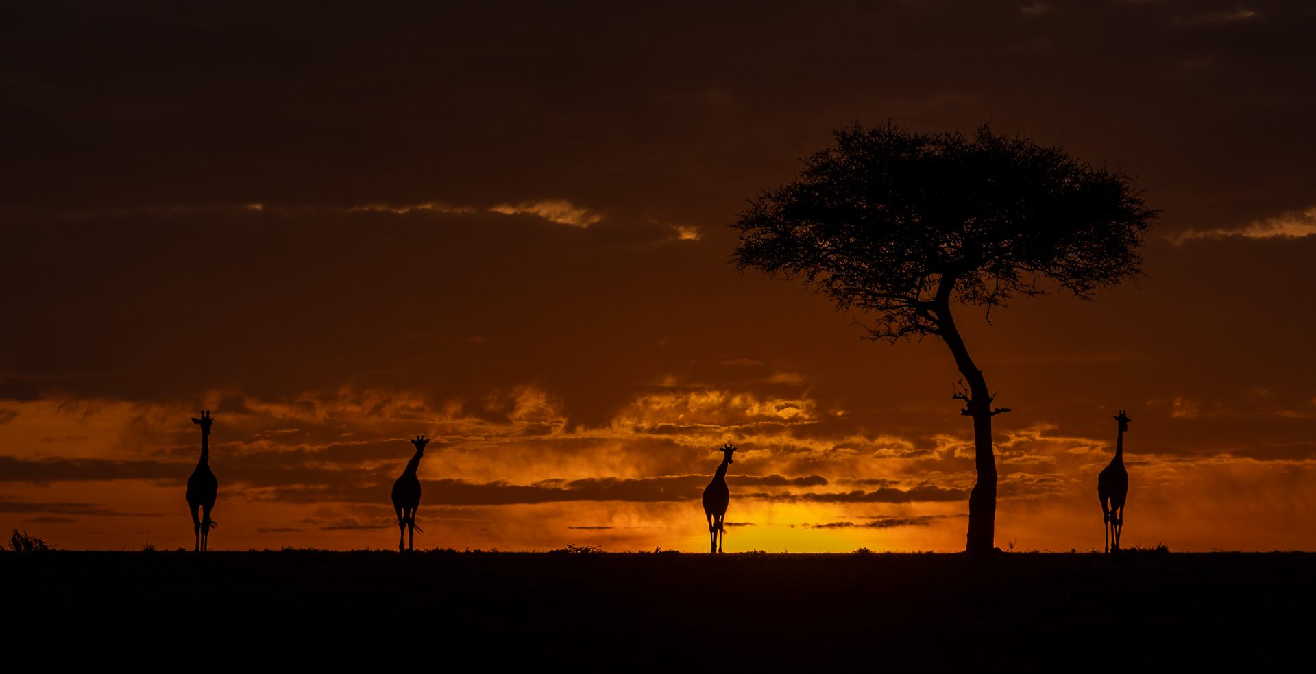 Tiny giraffes at the first light