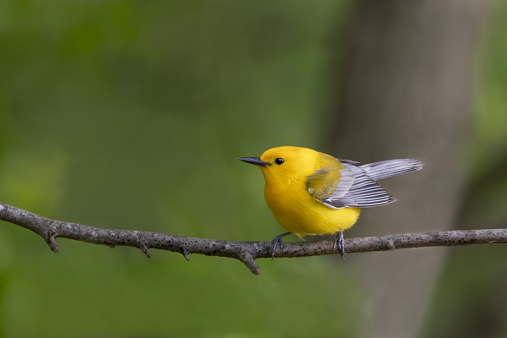 Prothonotary Warbler_DDN_May 2020