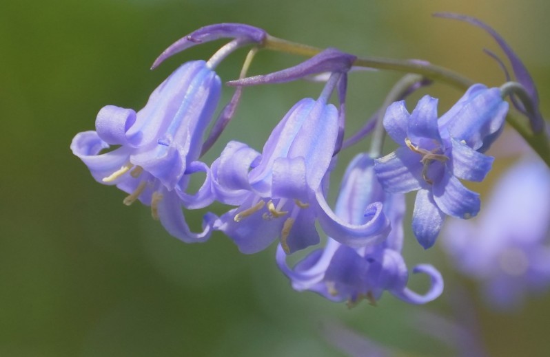 "Curly Blue Fairy Bells