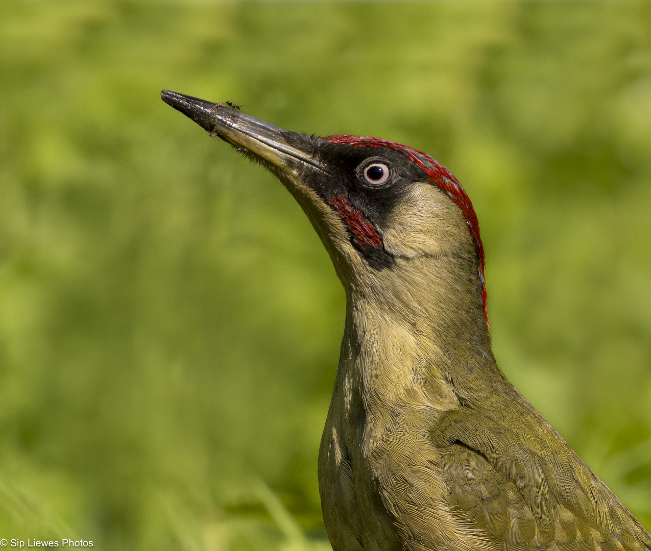 groene specht