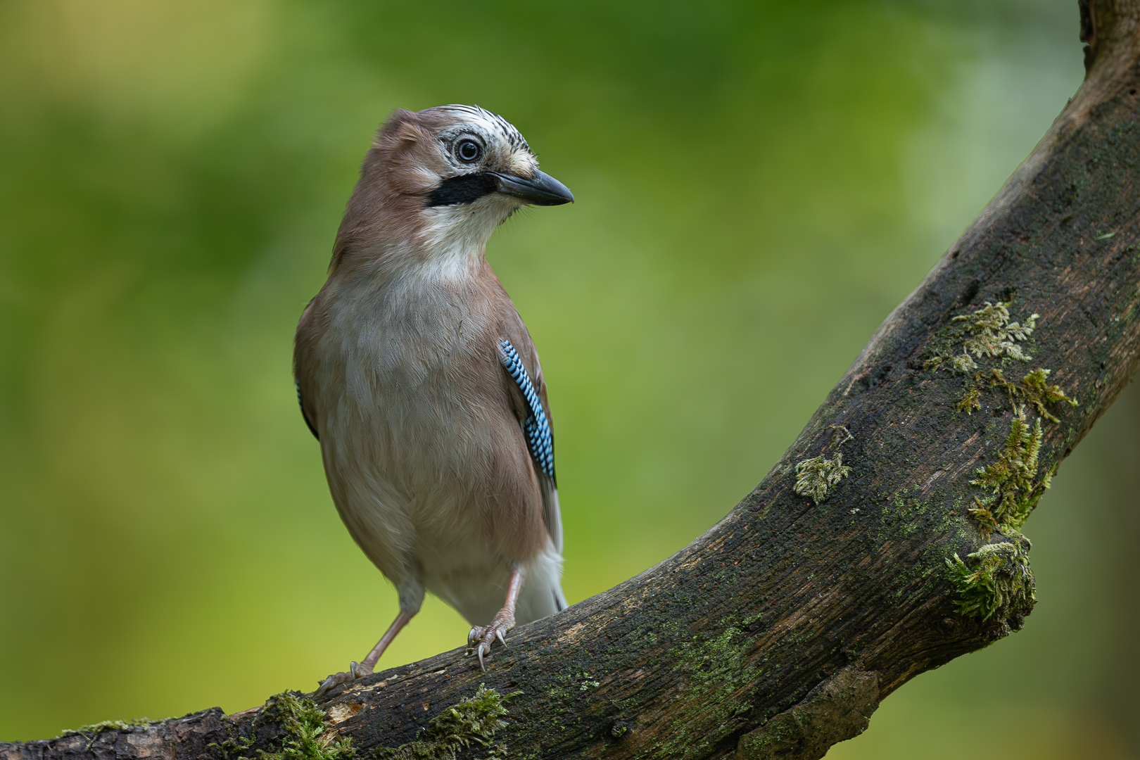 _DSC4699-Verbeterd-NR