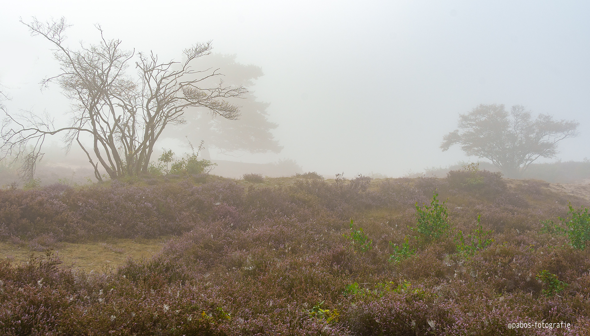 zuiderheide