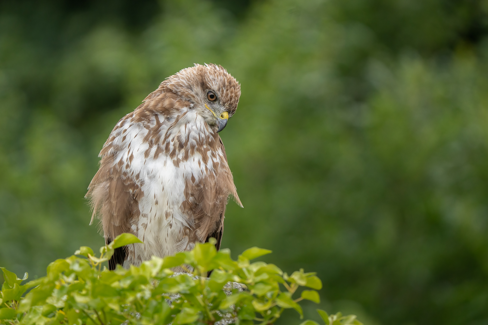 _RIV7737-Buizerd