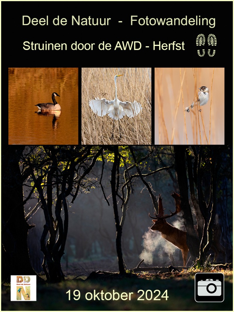 Fotowandeling Struinen door de AWD - herfst