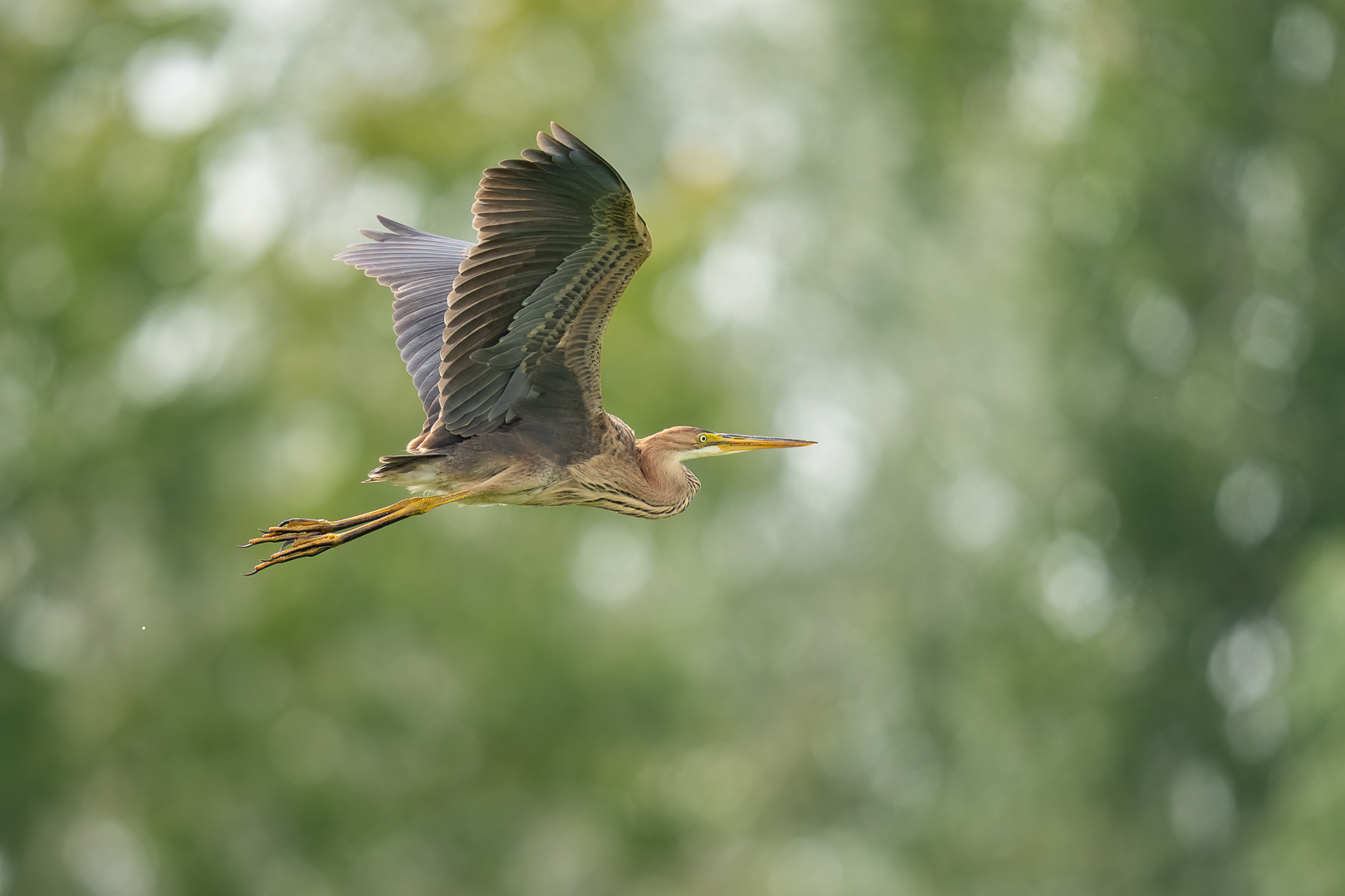 Purperreiger - Deel de Natuur - Loes Belovics