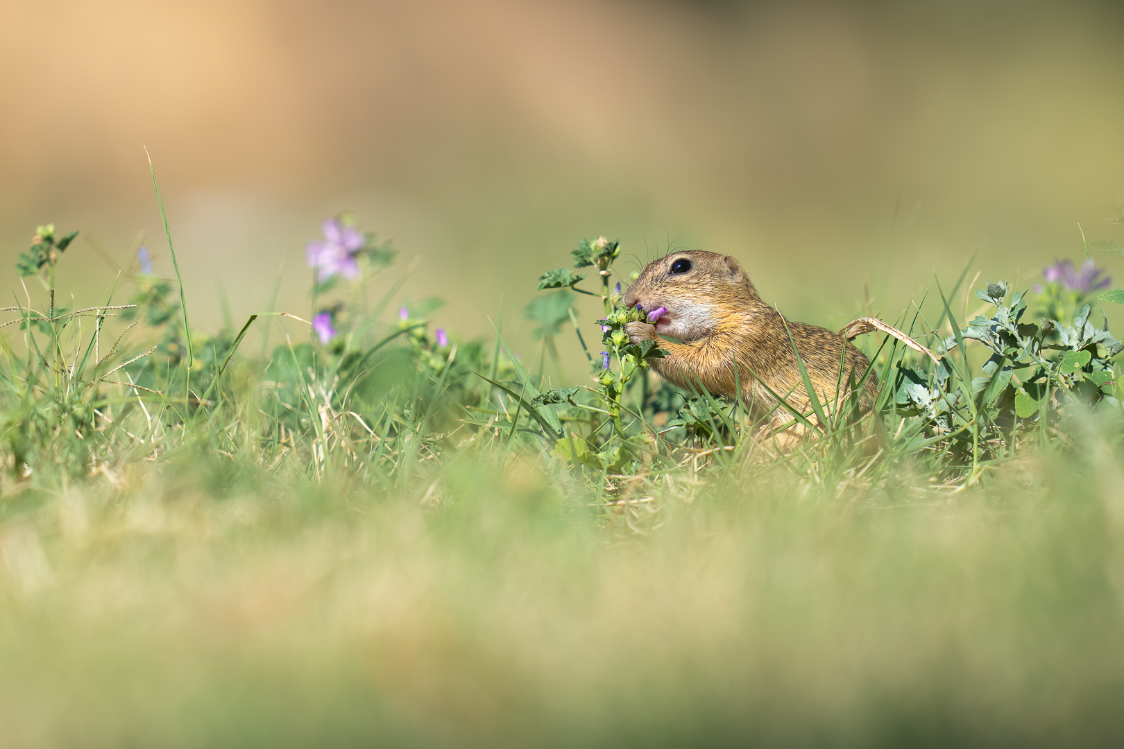 Siesel - Deel de Natuur - Loes Belovics