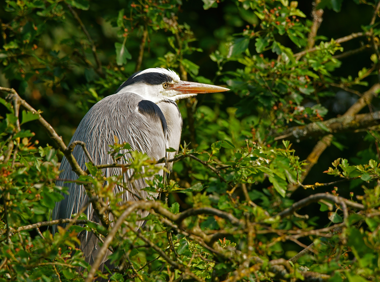 Blauwe reiger