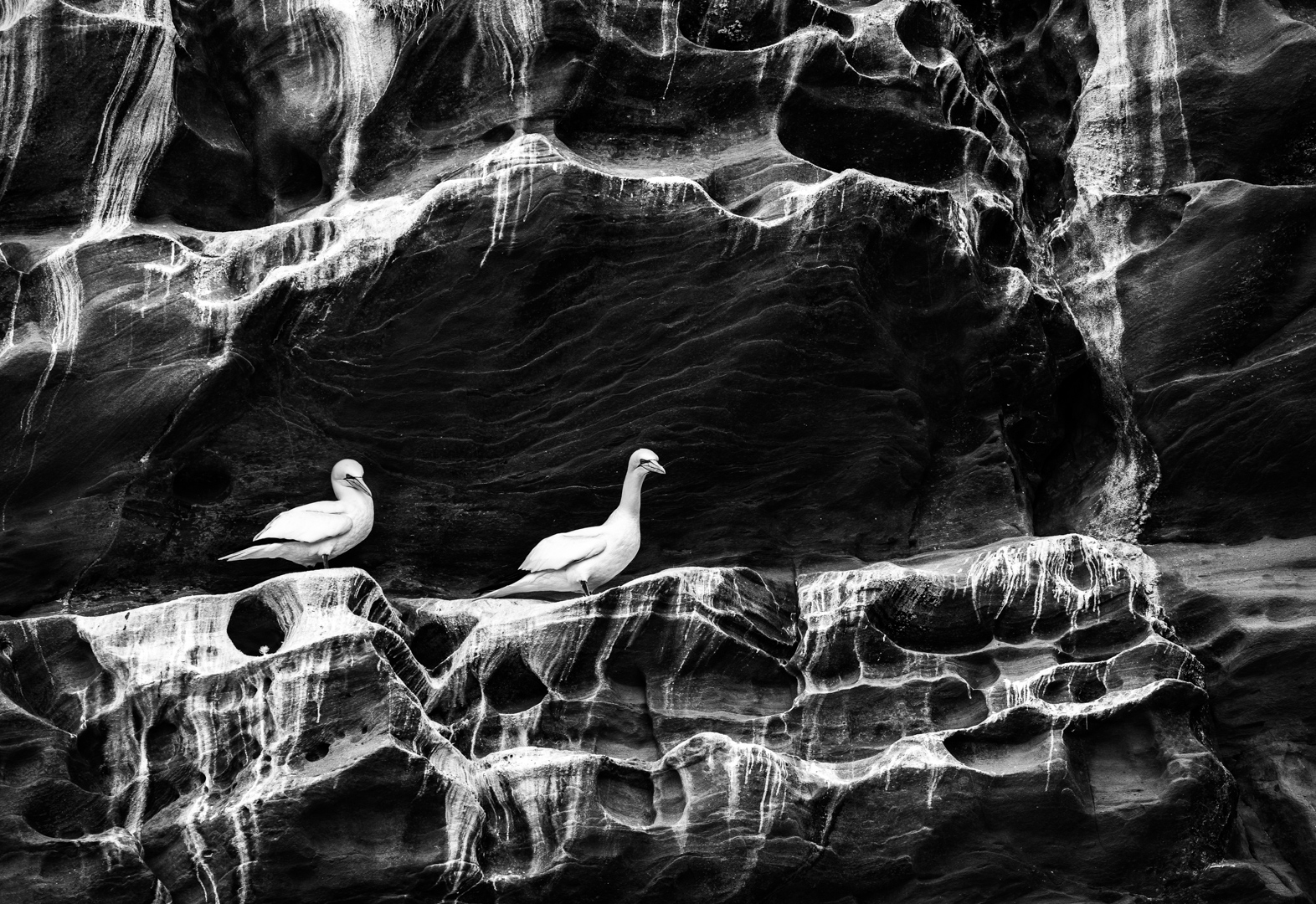 VANZANTEN_Gannets in their artistic environment