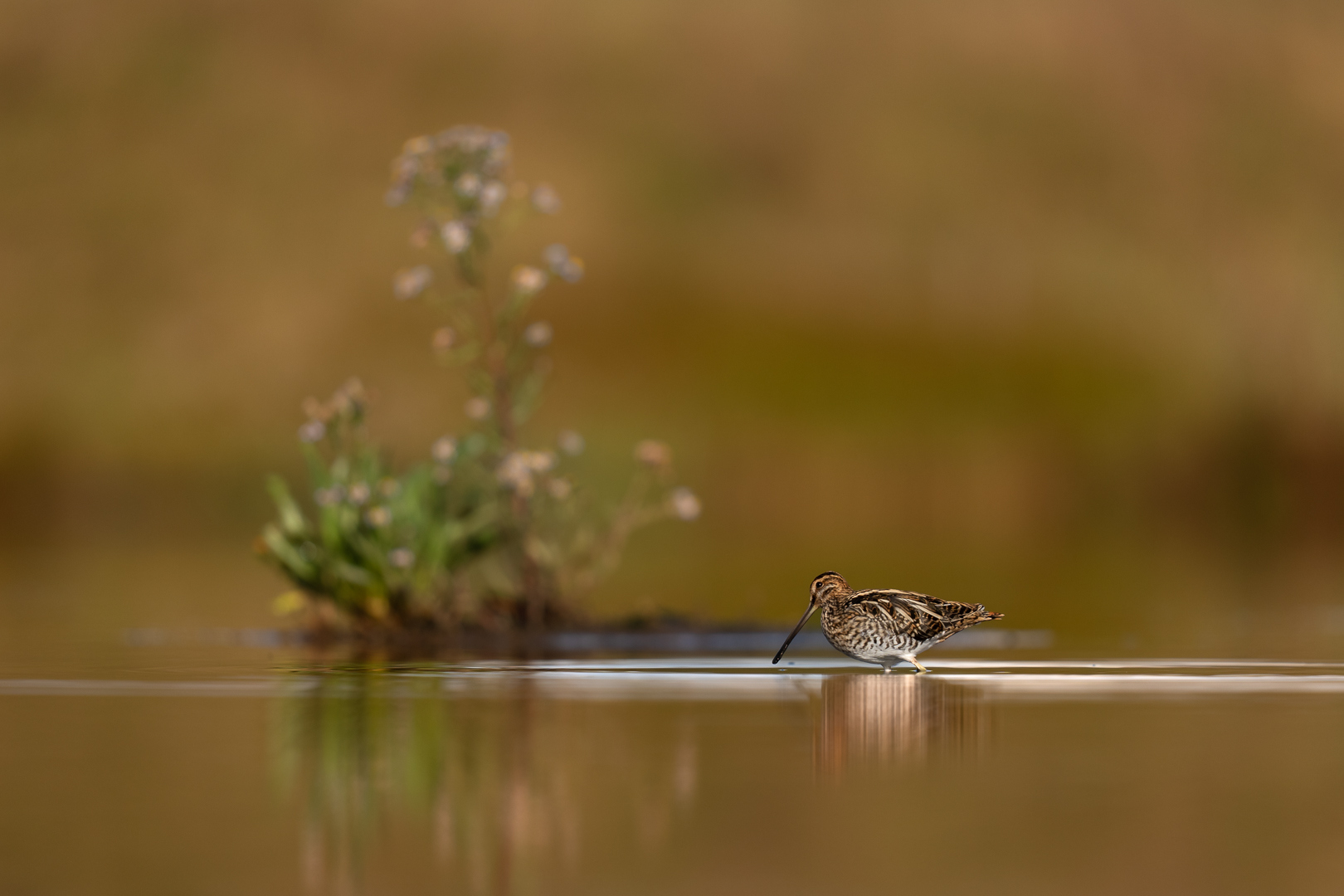 Watersnip - Deel de Natuur - Loes Belovics