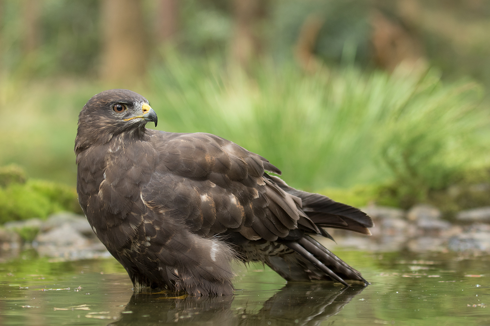 Buizerd omg. Lochem _MG_7314