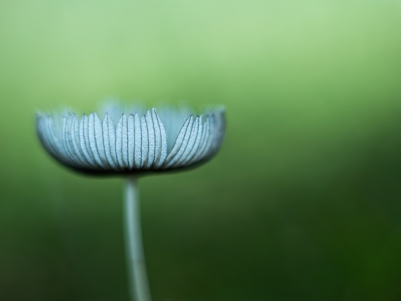 Coprinopsis lagopus