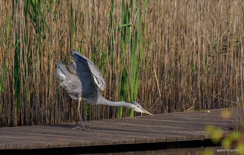 Vreemde houding