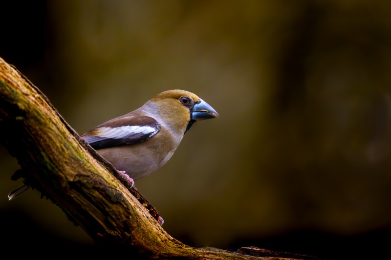 Appelvink