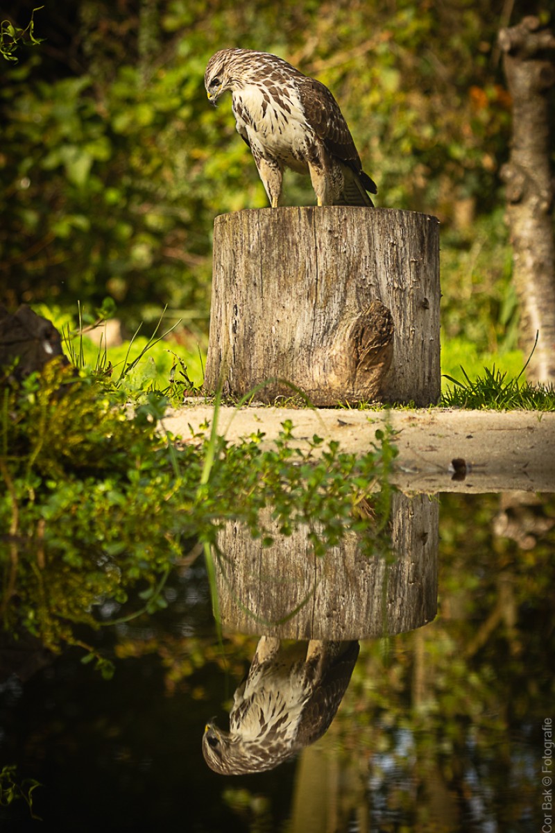 Spiegeltje, spiegeltje aan de wand