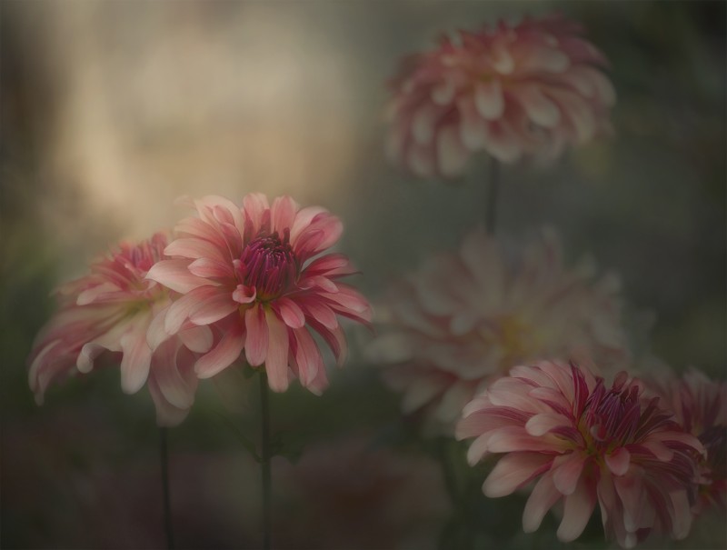 Dahlia's