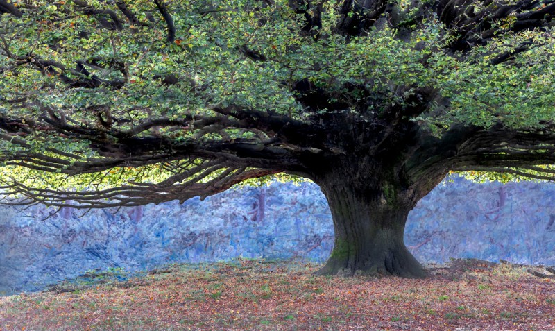 Veel boom