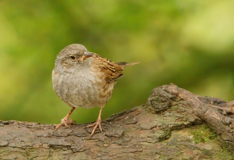 Bescheiden vogeltje.