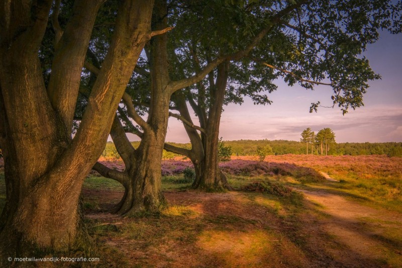 Prachtige bomen op de bloeiende heide