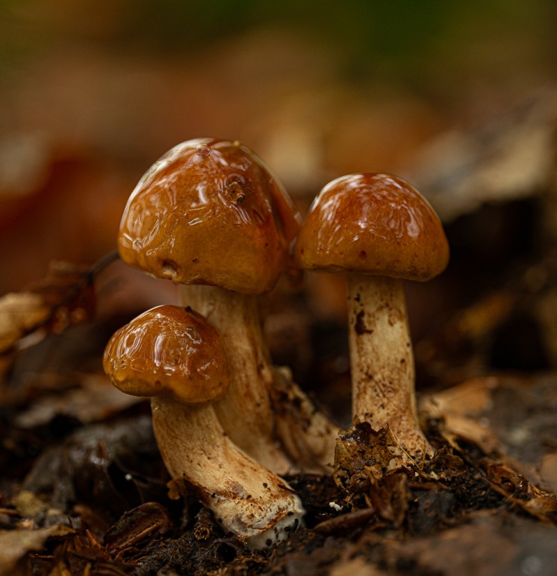 schitterende paddenstoelen