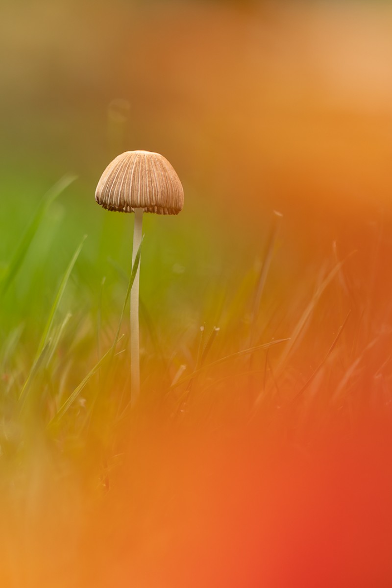 Plooirokje tussen het rood.