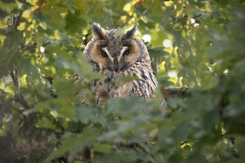 Oog in oog met een ransuil...