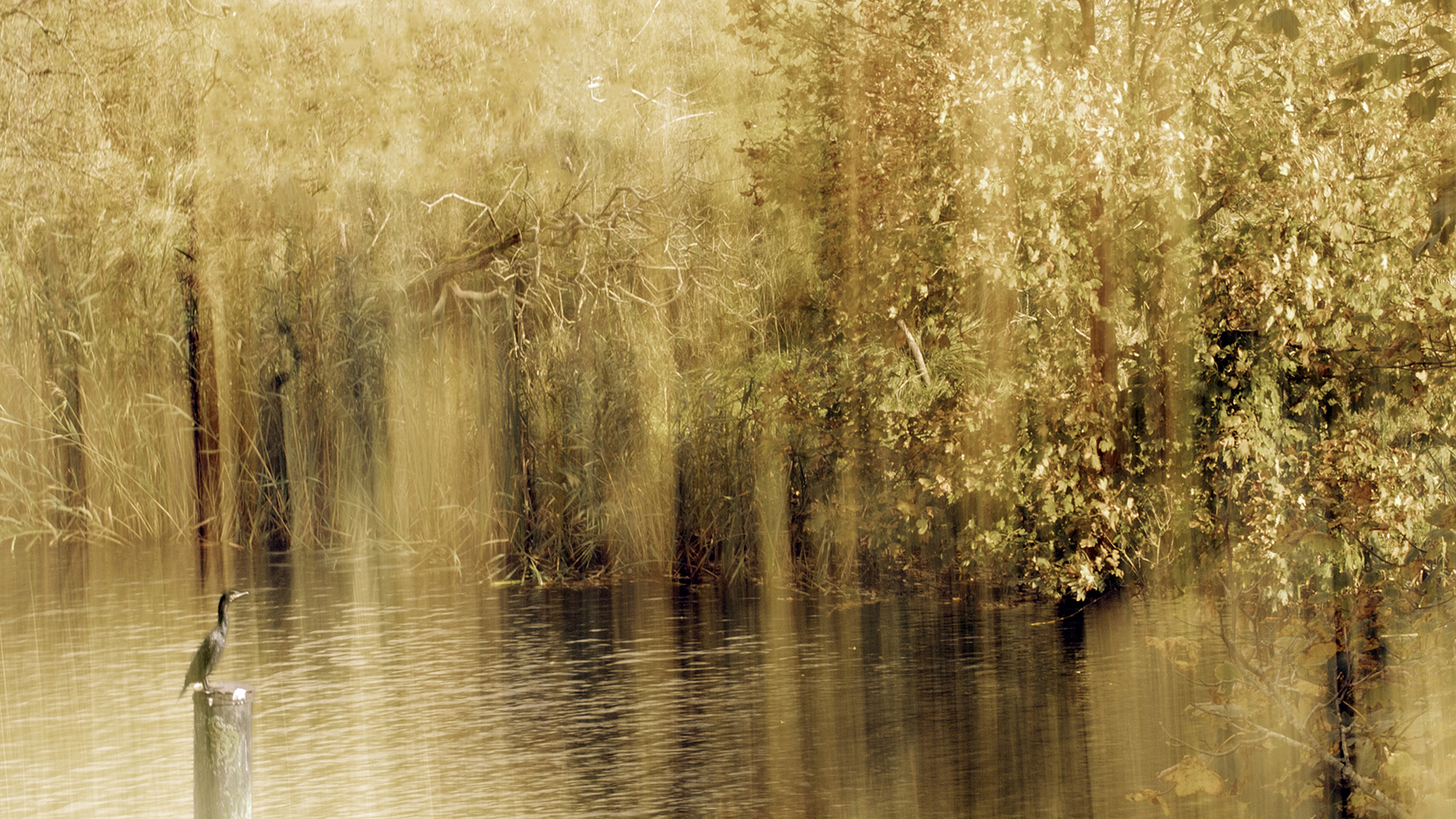 aalscholver in herfstbos#fotowandeling