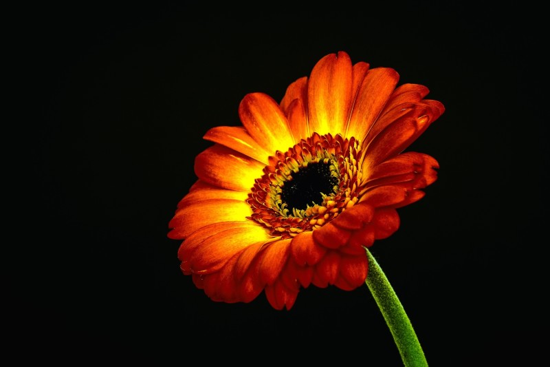 Gerbera