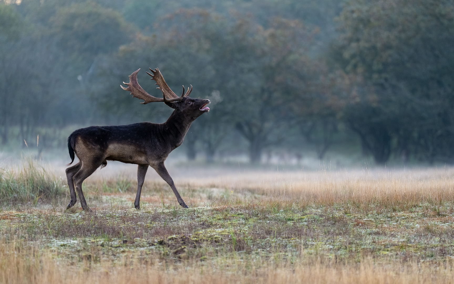 Damhert - Deel de Natuur - Loes Belovics