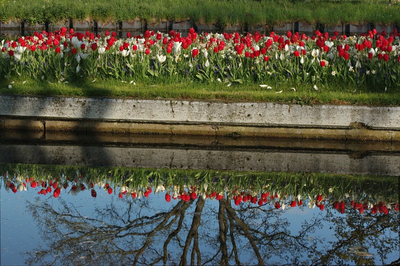 Tulpenspiegeling