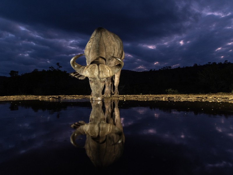 Buffel tijdens het blauwe uurtje