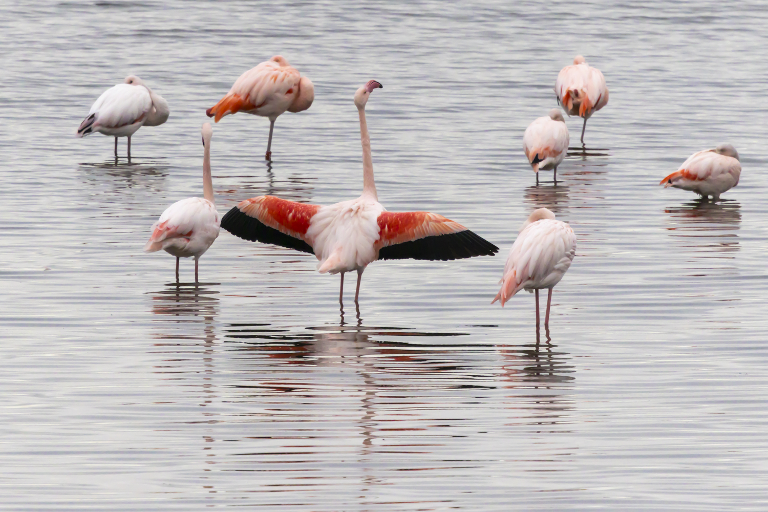 20241030-Grevelingenmeer Flamingo's-239-Verbeterd-SR-2