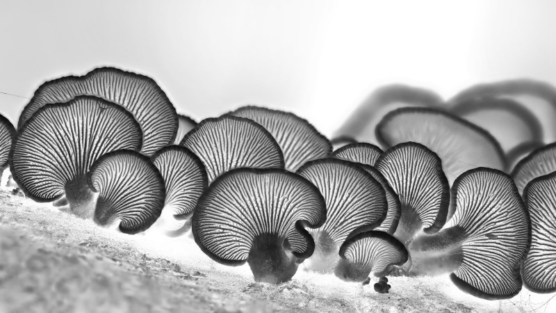 Schizophyllum ( het waaiertje)