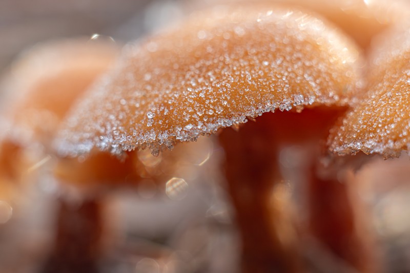 Paddenstoelen met ijskristallen