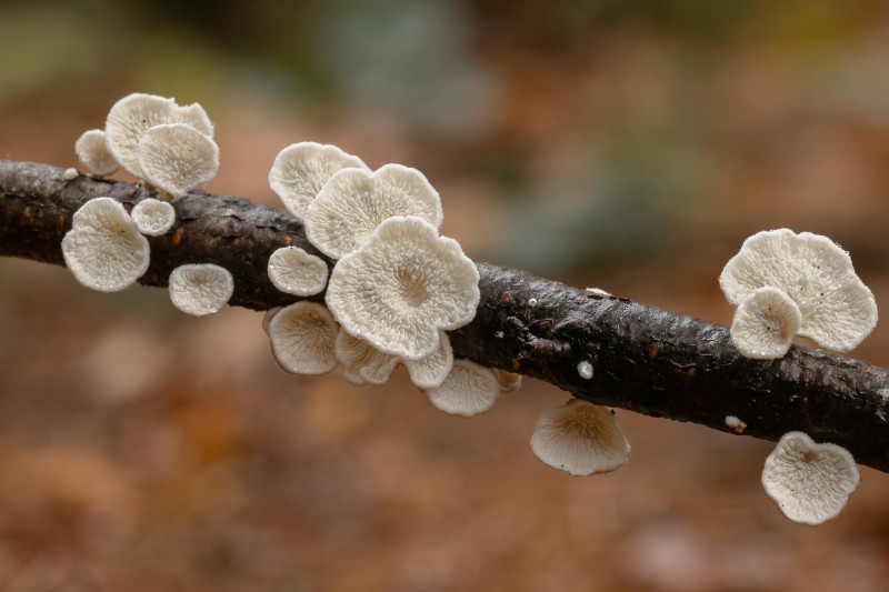 Herfst bloemetjes.